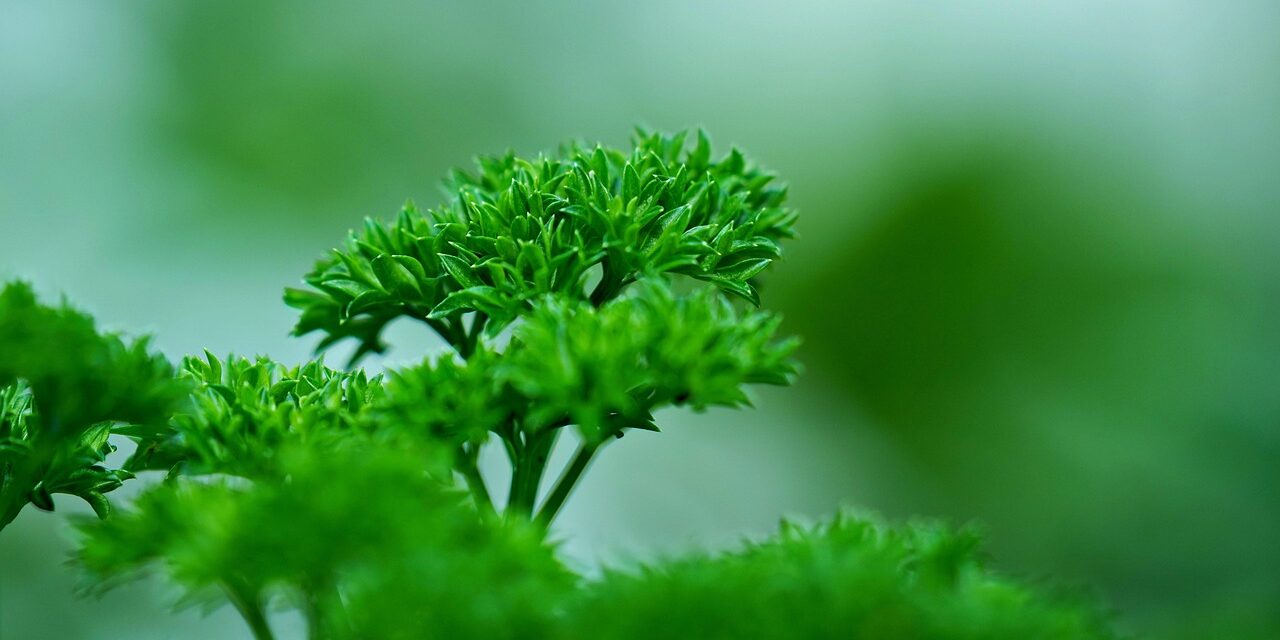 parsley-7528924_1280