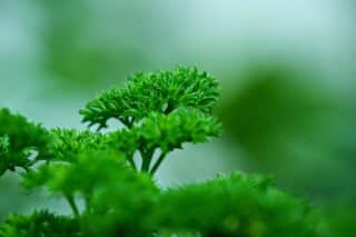 parsley-7528924_1280