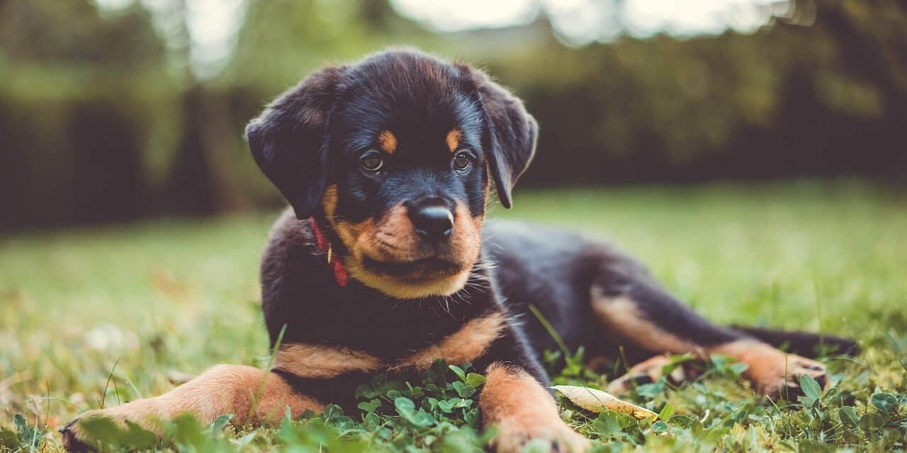 rottweiler-7515632_1280