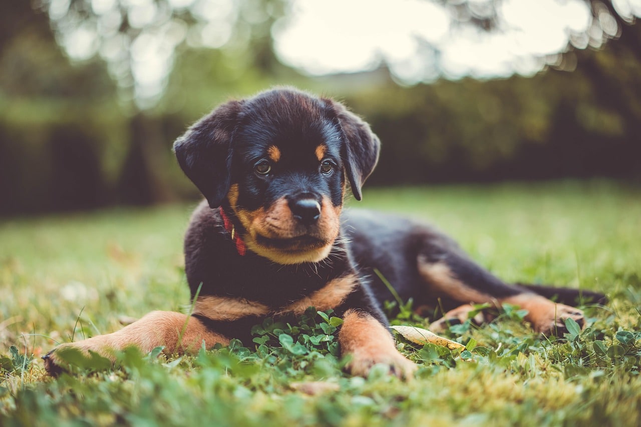 rottweiler-7515632_1280