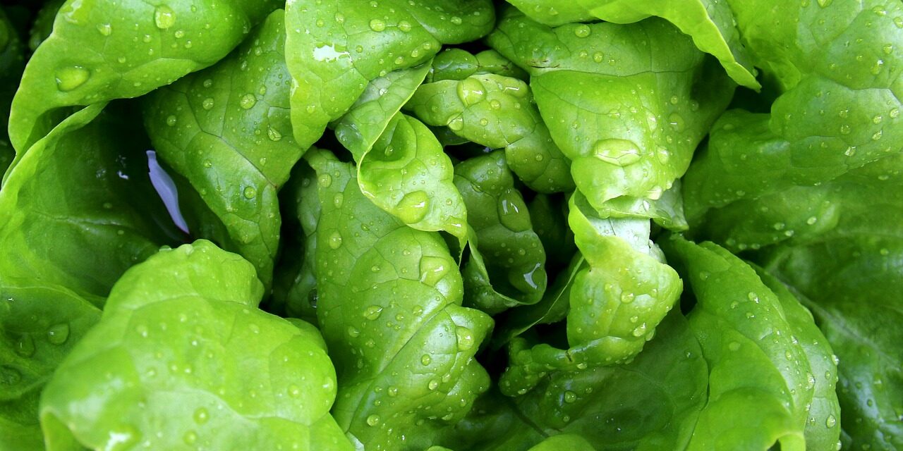 salad-771056_1280