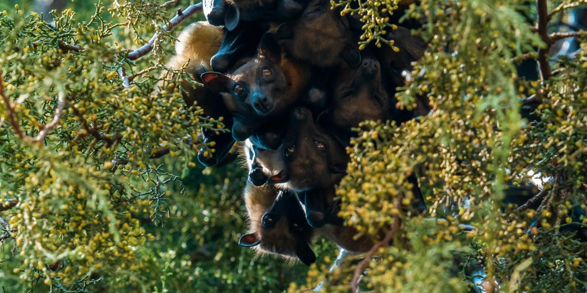 šišmiš (4)