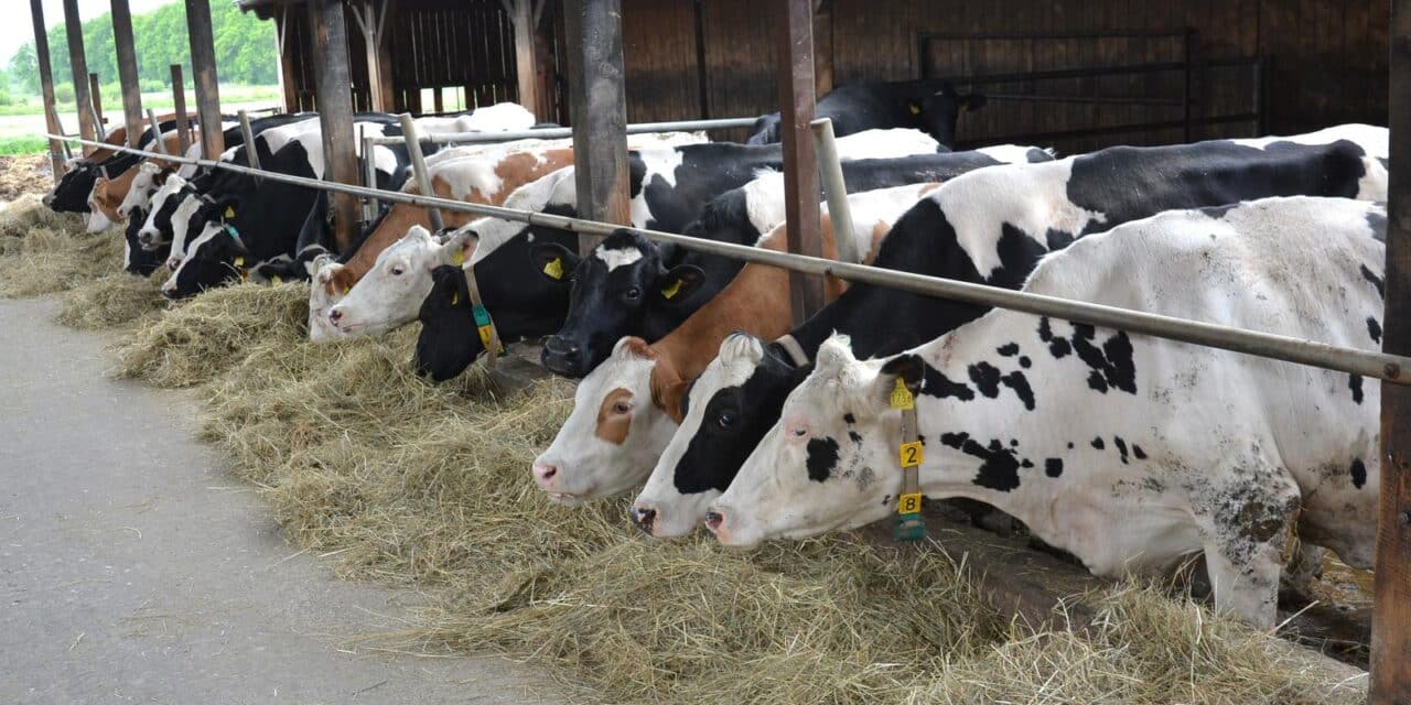 krava mlijeko mljekarstvo mljekar