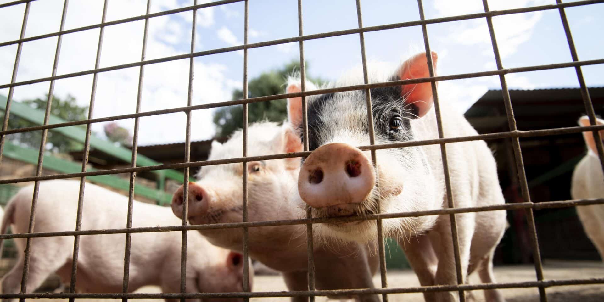 Uzgoj svinja u Hrvatskoj pao je za 24 posto, dok Europska unija u cjelini bilježi smanjenje od 8,1 posto u odnosu na 2014. godinu.