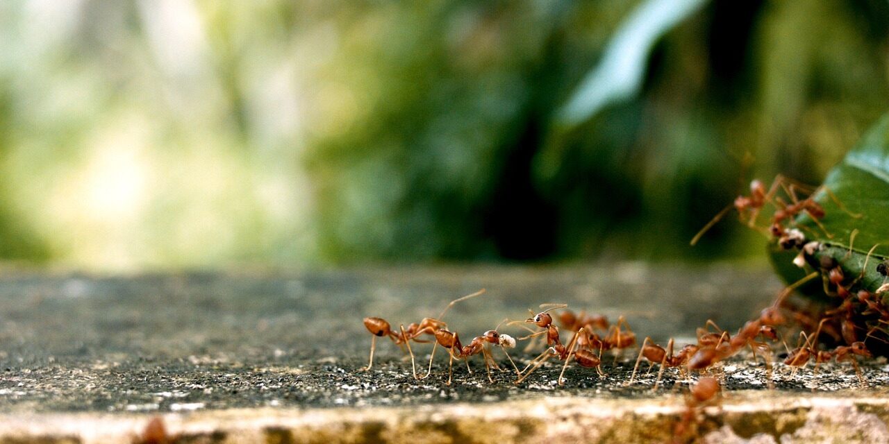 ants-2809019_1280