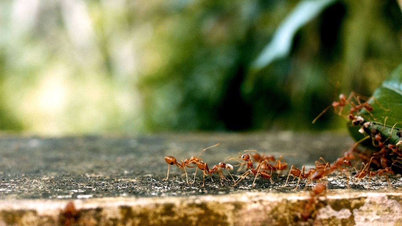 ants-2809019_1280