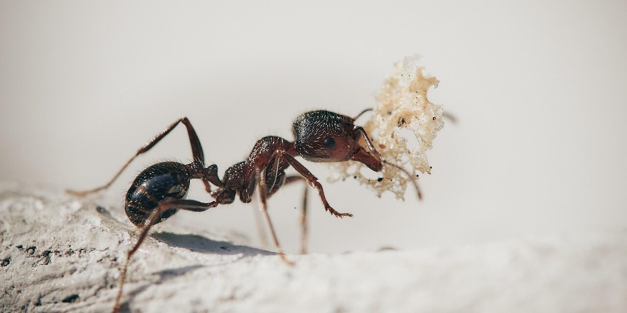 ants-5061910_1280