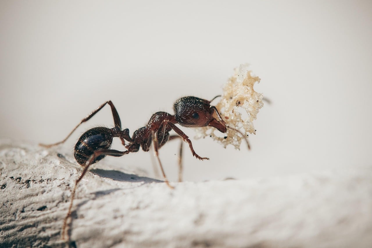 ants-5061910_1280