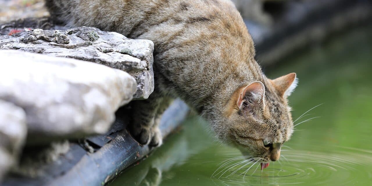 cat-7702590_1280