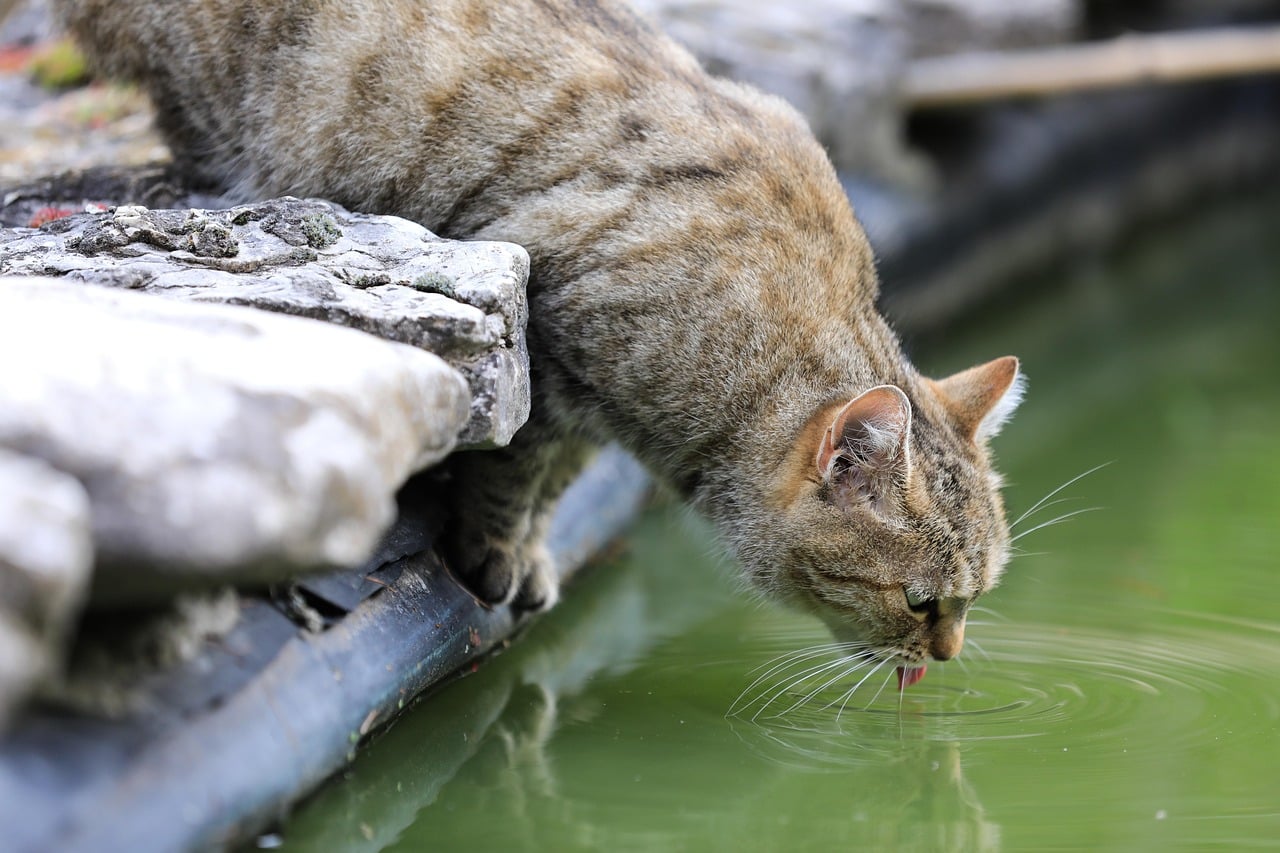 cat-7702590_1280