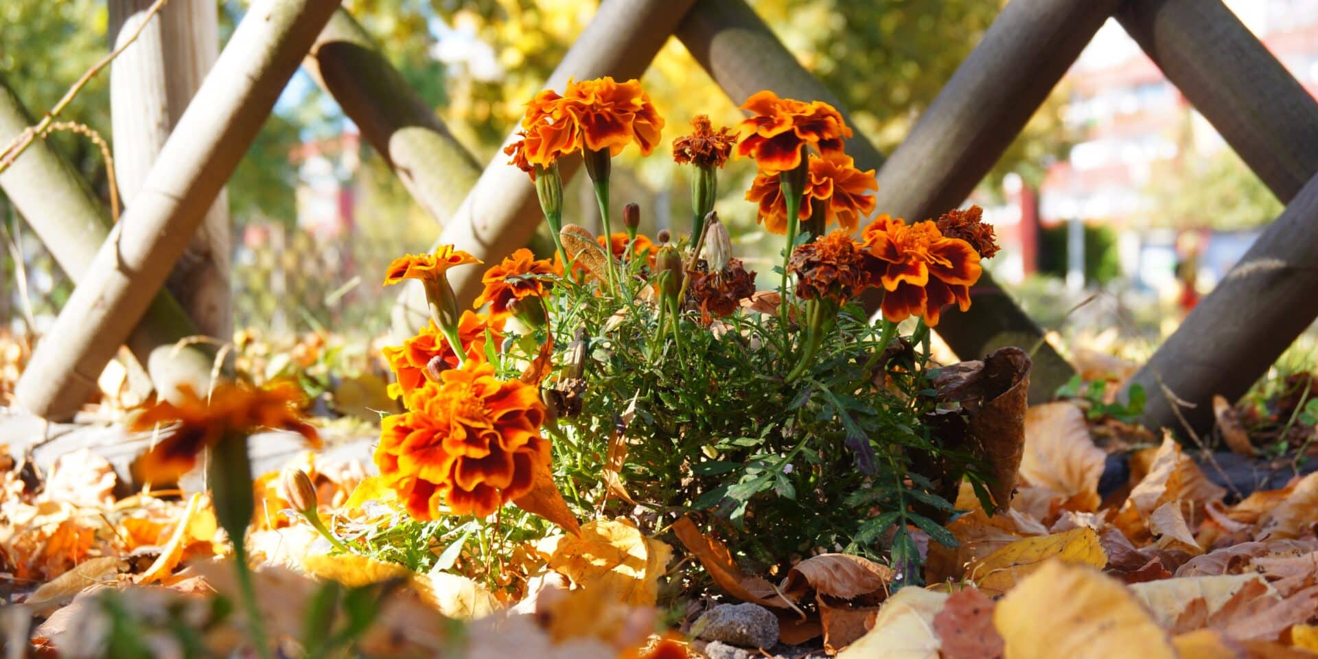 jesenski vrt, krizanteme, asters, rudbekija, helenium, ukrasne travke, hortenzije, lukovičasto cvijeće, jesensko cvijeće