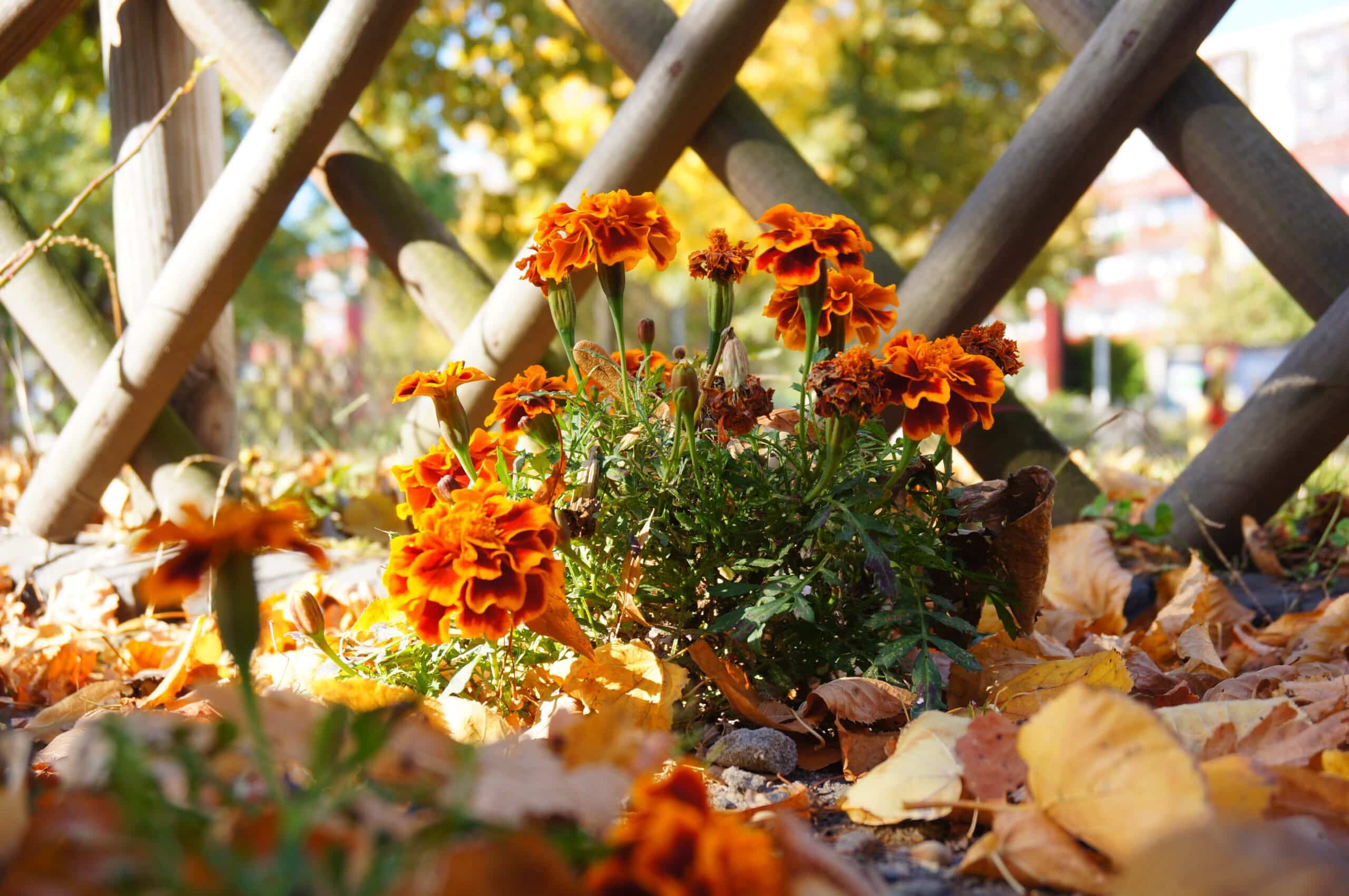 jesenski vrt, krizanteme, asters, rudbekija, helenium, ukrasne travke, hortenzije, lukovičasto cvijeće, jesensko cvijeće