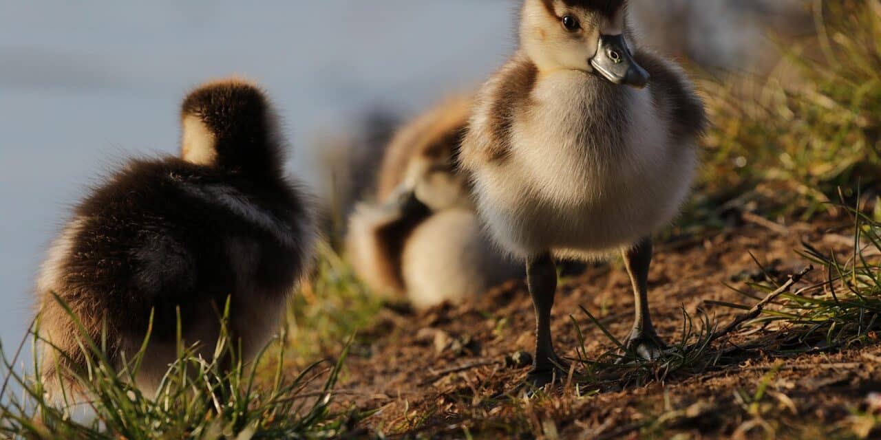egyptian-goose-5000132_1280