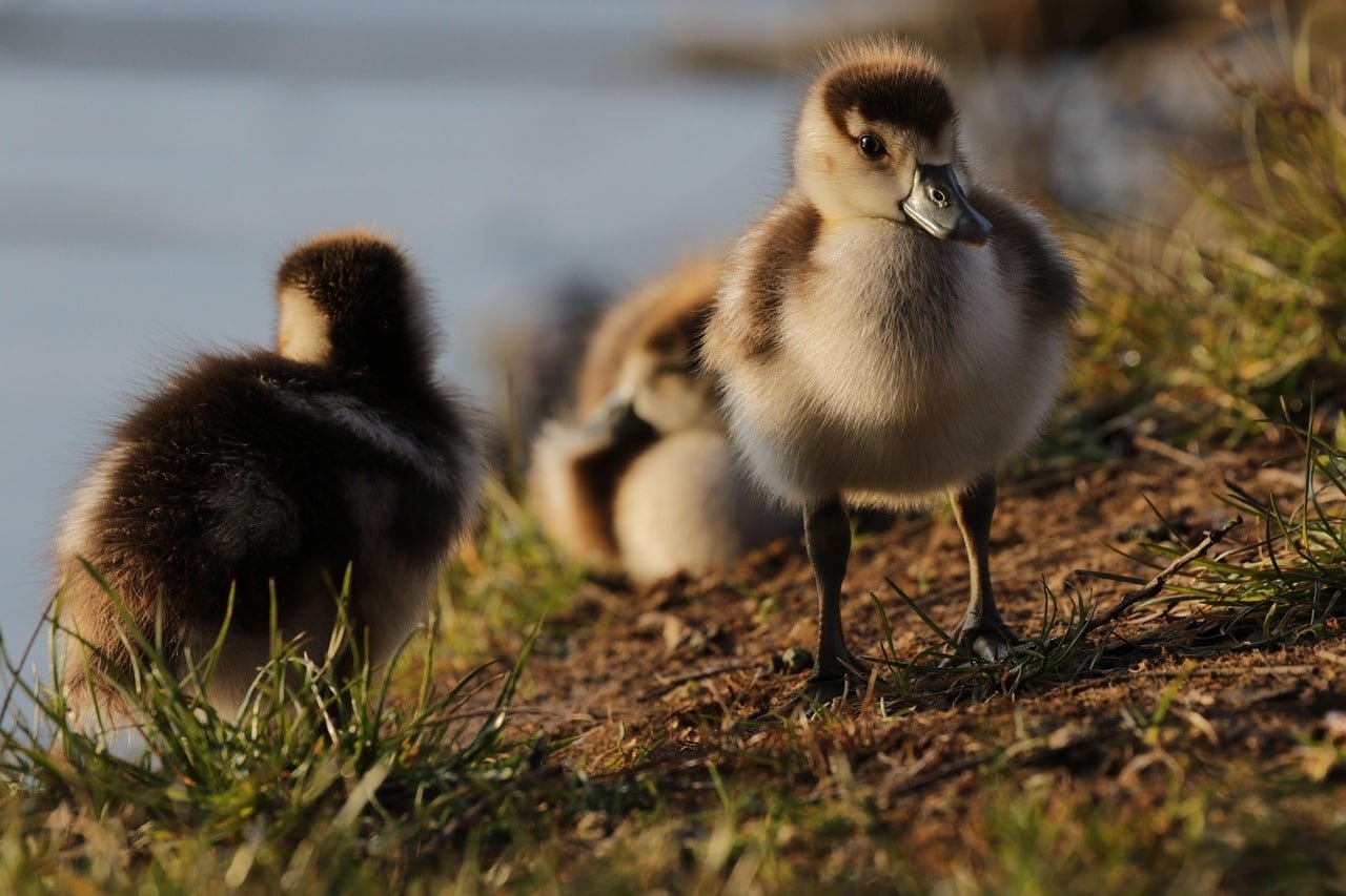 egyptian-goose-5000132_1280
