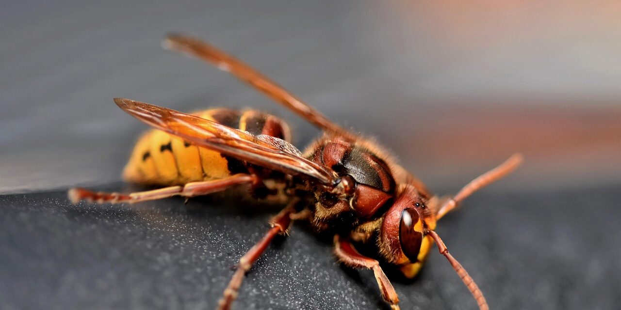 european-hornet-7540762_1280