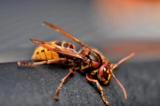 european-hornet-7540762_1280