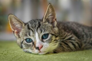 mačka cat