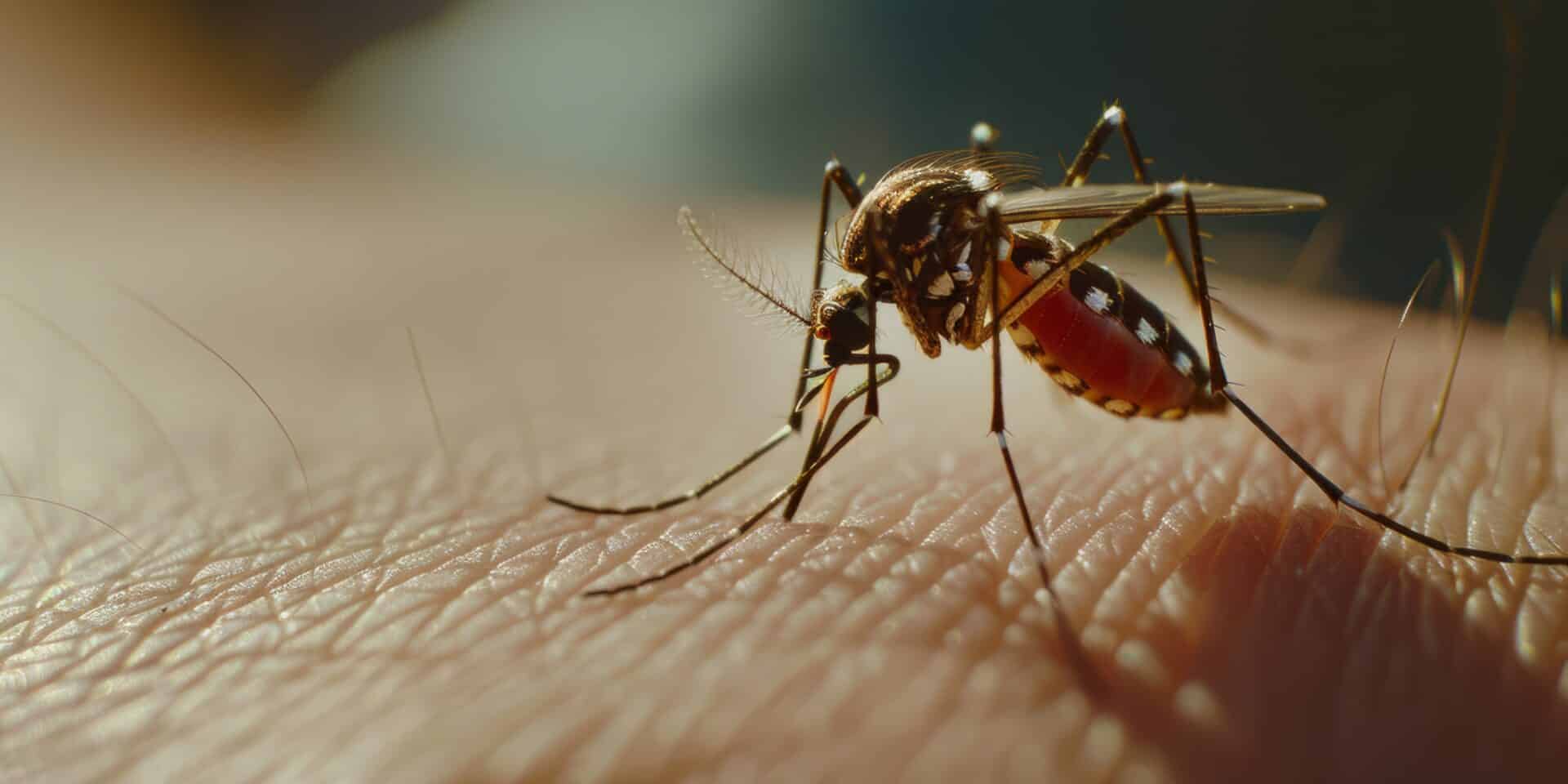 Komarci su najsmrtonosniji grabežljivci na svijetu saznajte zašto vas napadaju