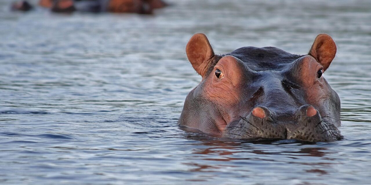 hippo-515027_1280