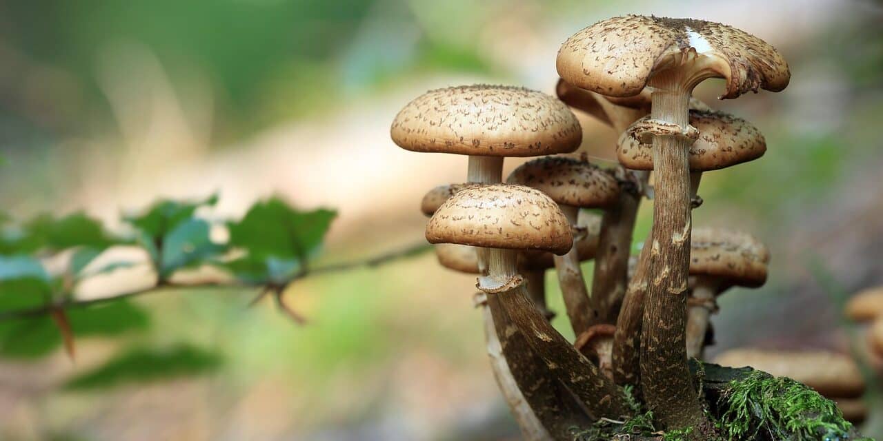 mushrooms-548360_1280