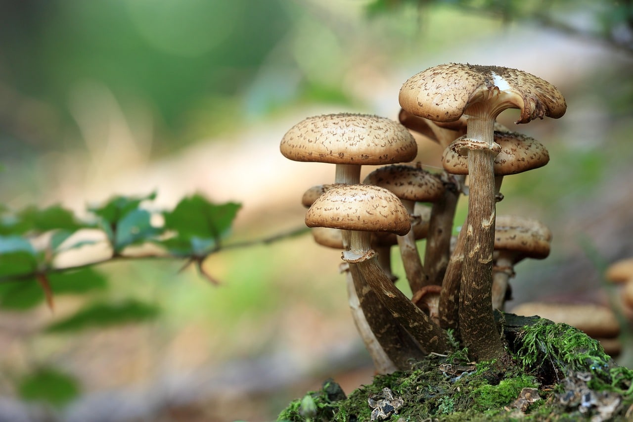 mushrooms-548360_1280