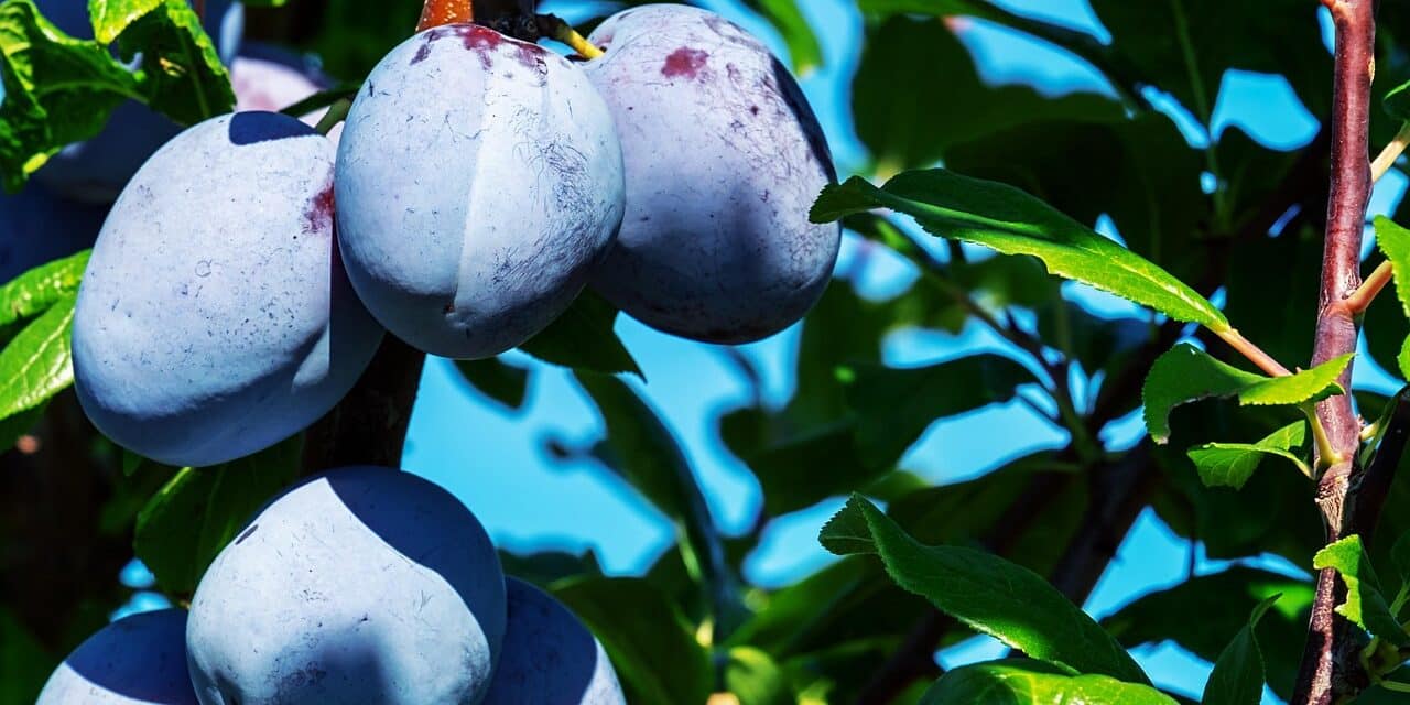 plums-3633456_1280