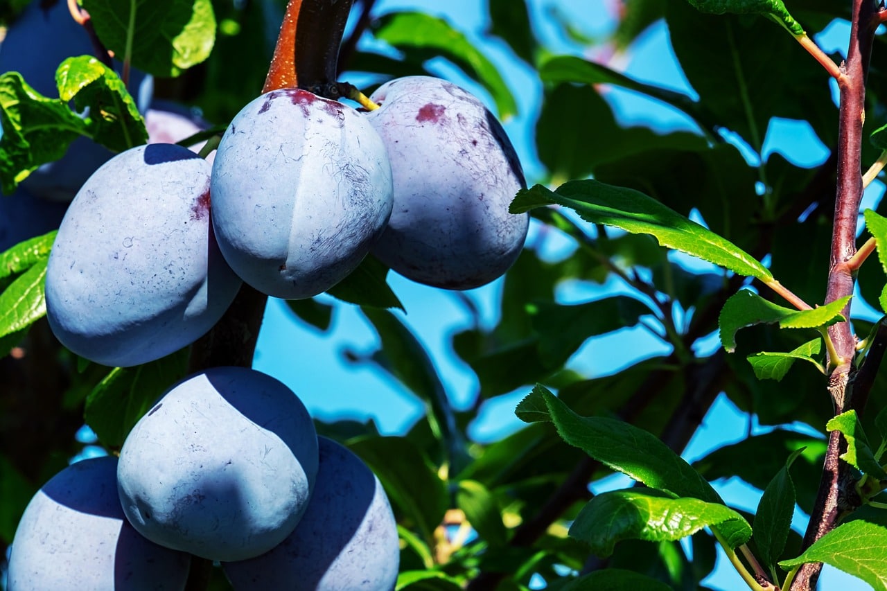 plums-3633456_1280