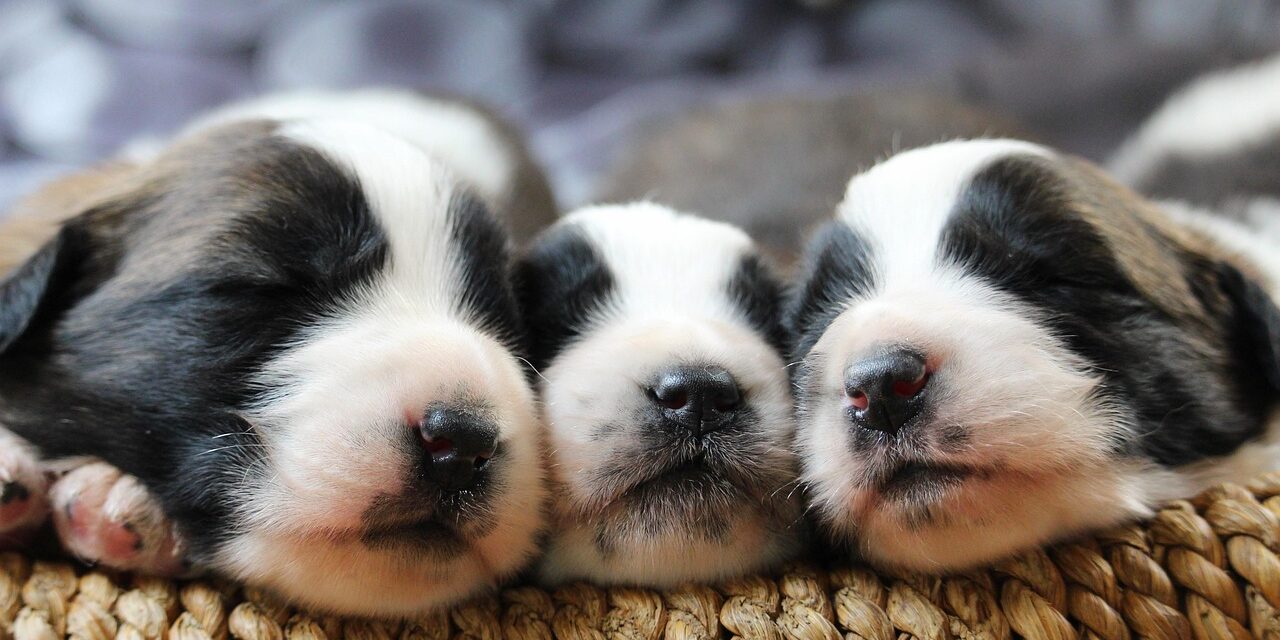puppy-3607024_1280