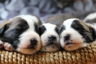 puppy-3607024_1280
