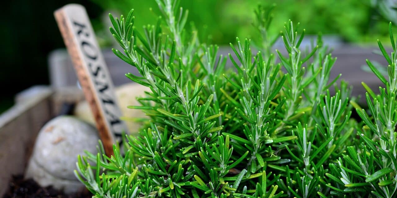 rosemary-7281205_1280