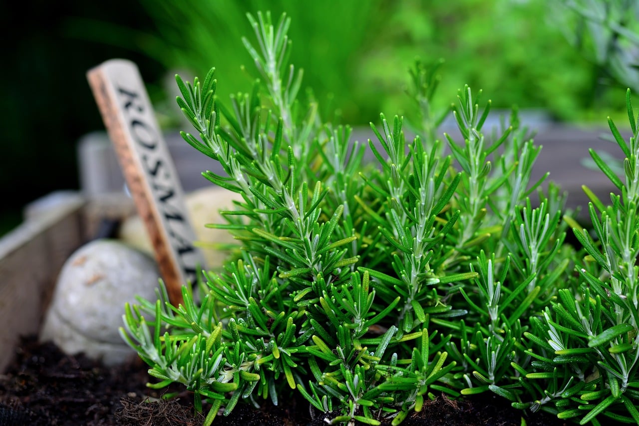 rosemary-7281205_1280