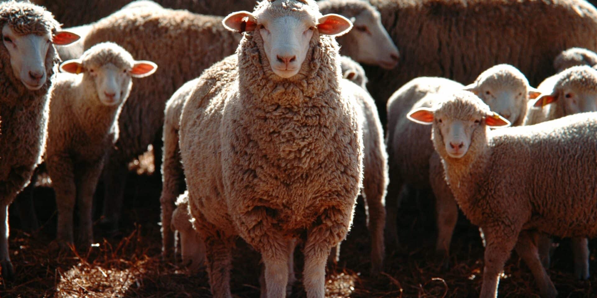 Selective focus shot of a bunch of domestic sheep