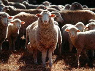 Selective focus shot of a bunch of domestic sheep