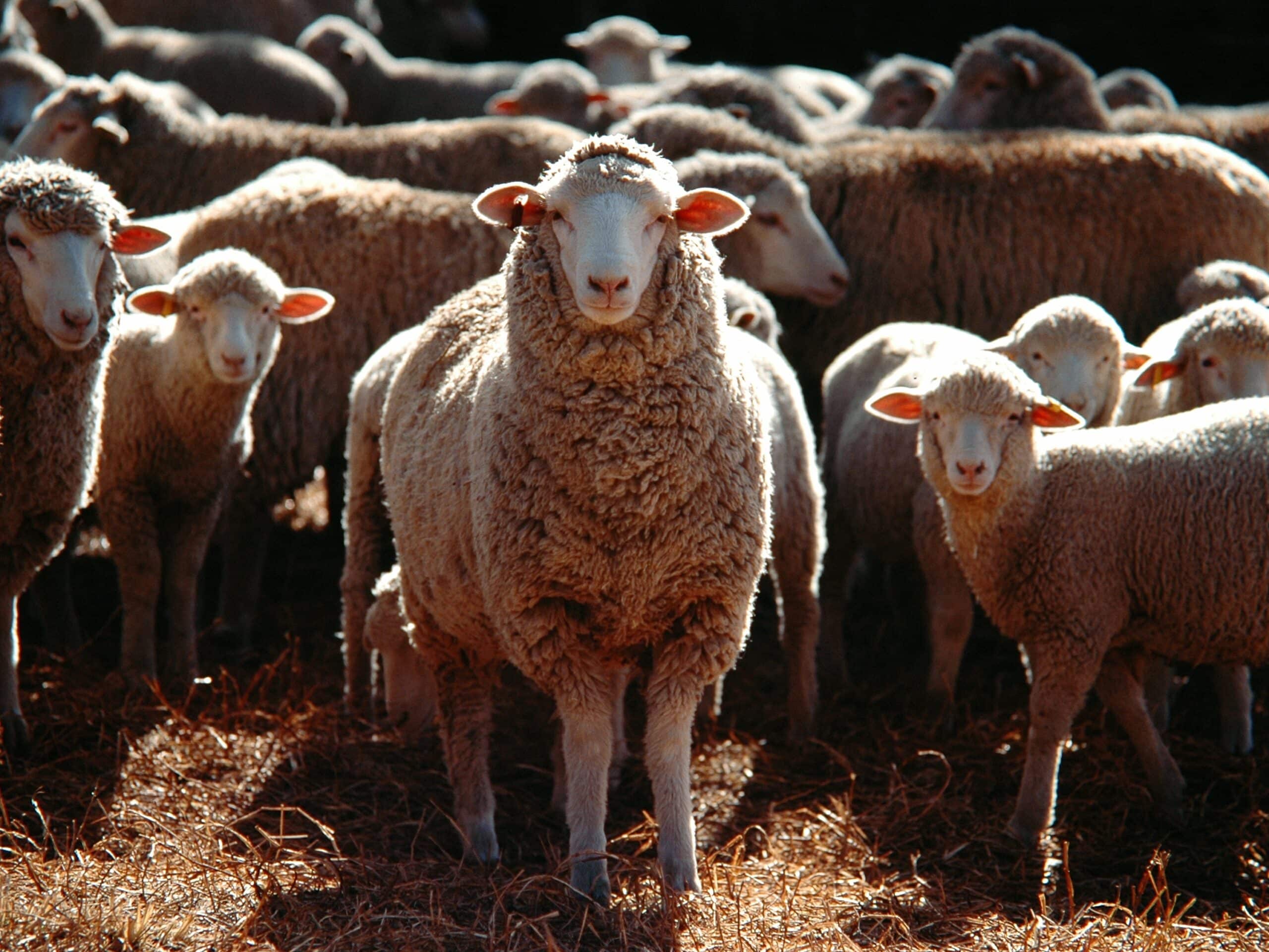 Selective focus shot of a bunch of domestic sheep