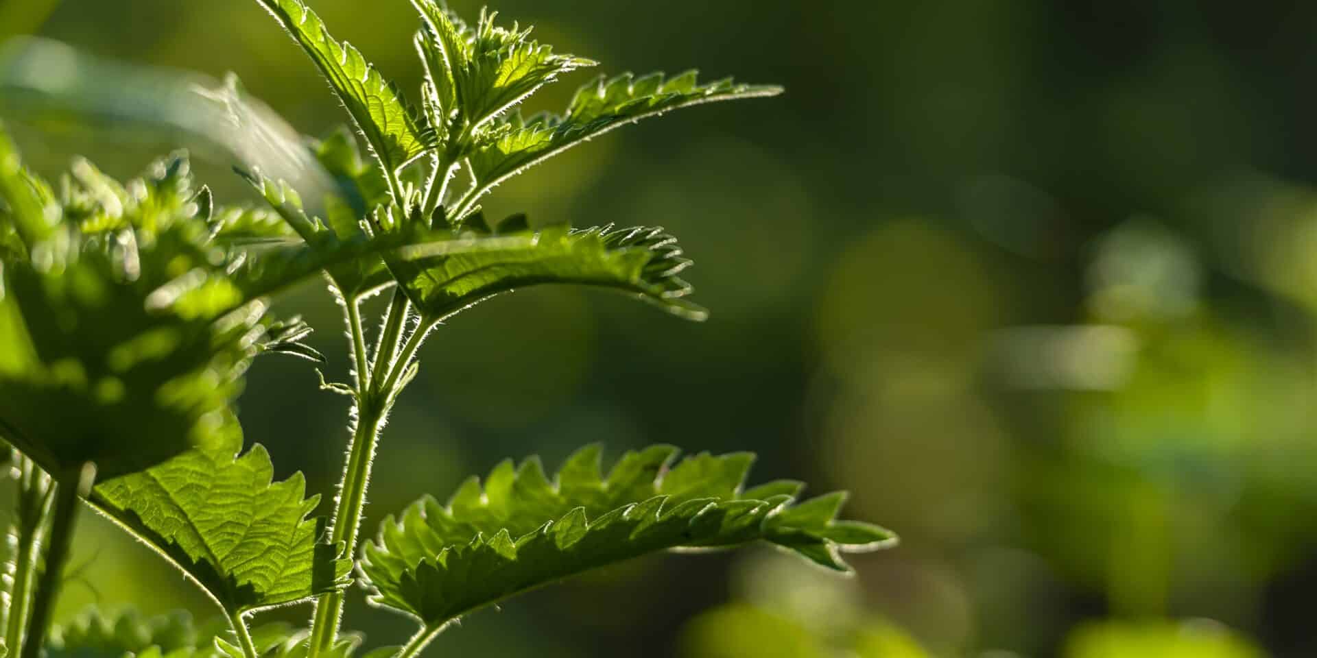 Ambrozija alergije