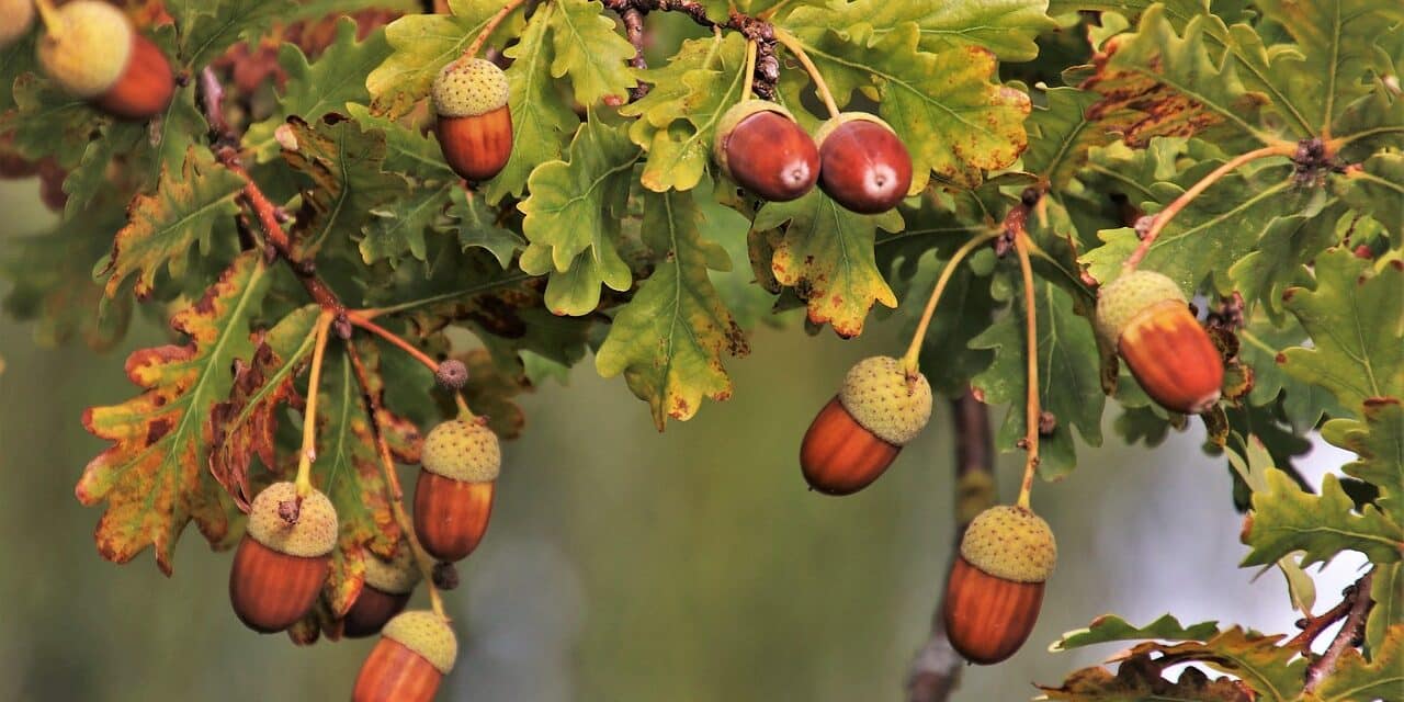 branch-3682386_1280