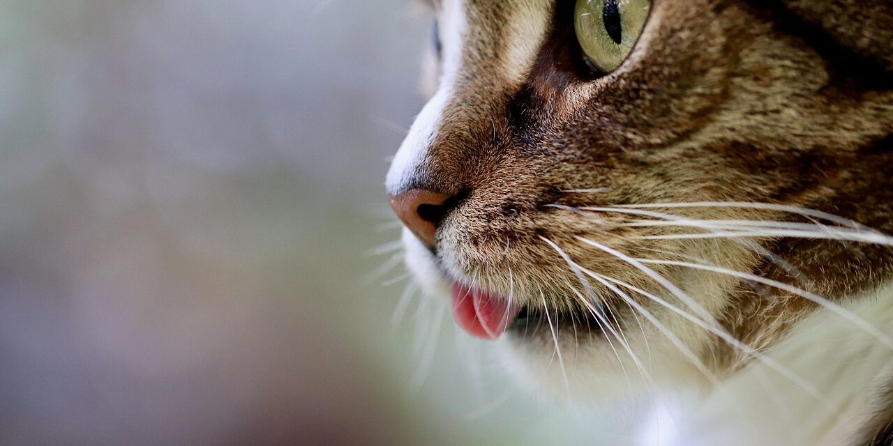 cat-5628953_1280