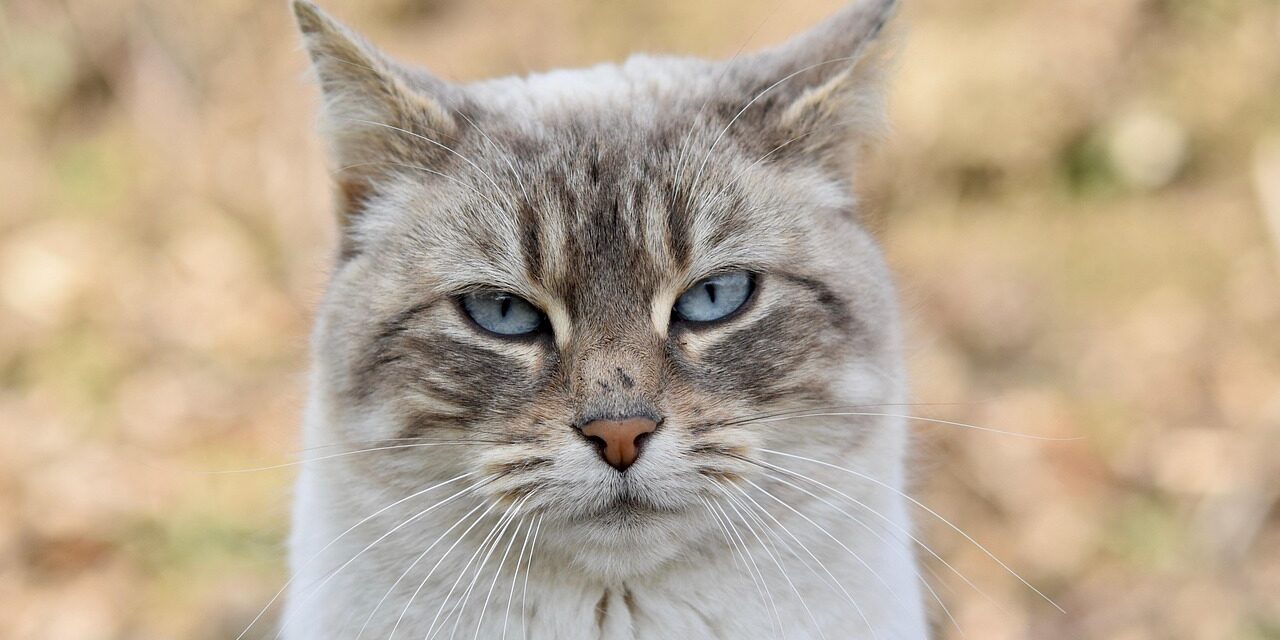 Mačje predenje ima brojne funkcije zadovoljstvo komunikacija liječenje smanjenje stresa