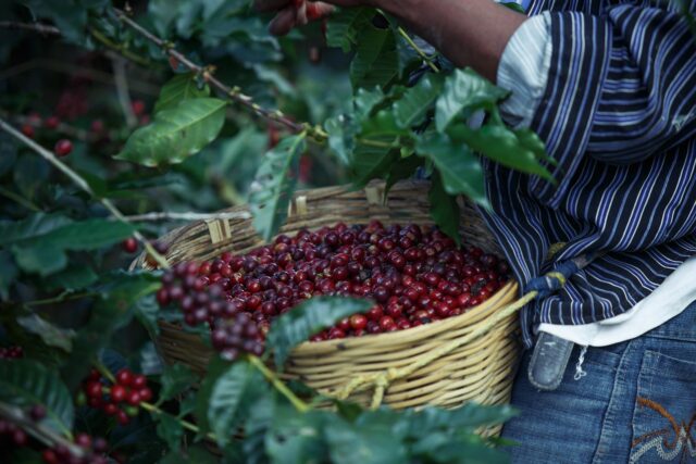 kava povijest kave lifestyle kultura kave ritual društvo globalni trendovi espresso specialty coffee kavane