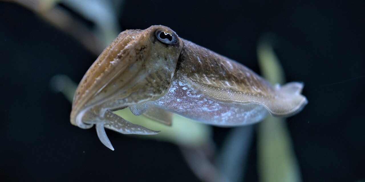 cuttlefish-6172510_1280