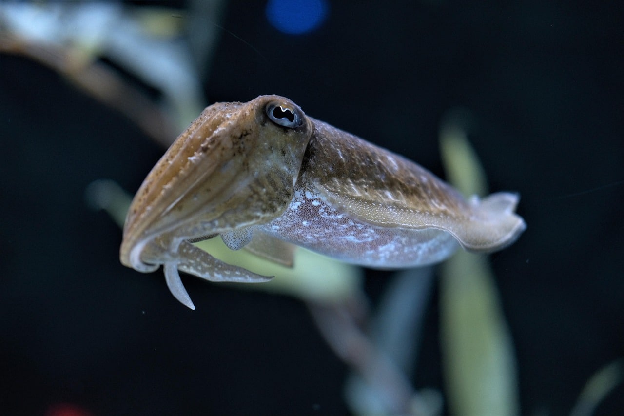 cuttlefish-6172510_1280
