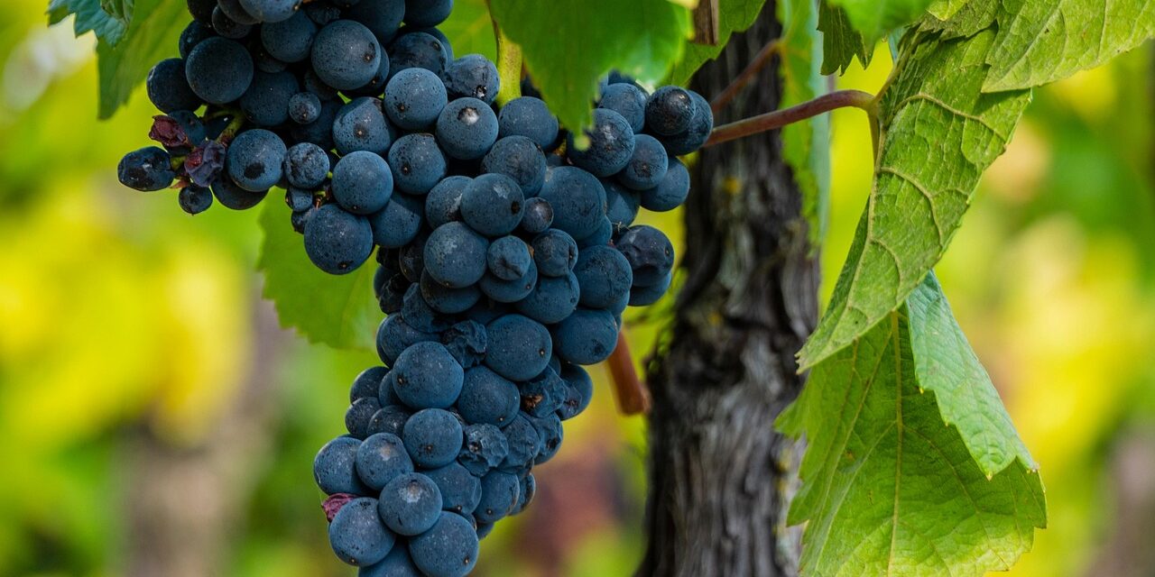grape-7423695_1280