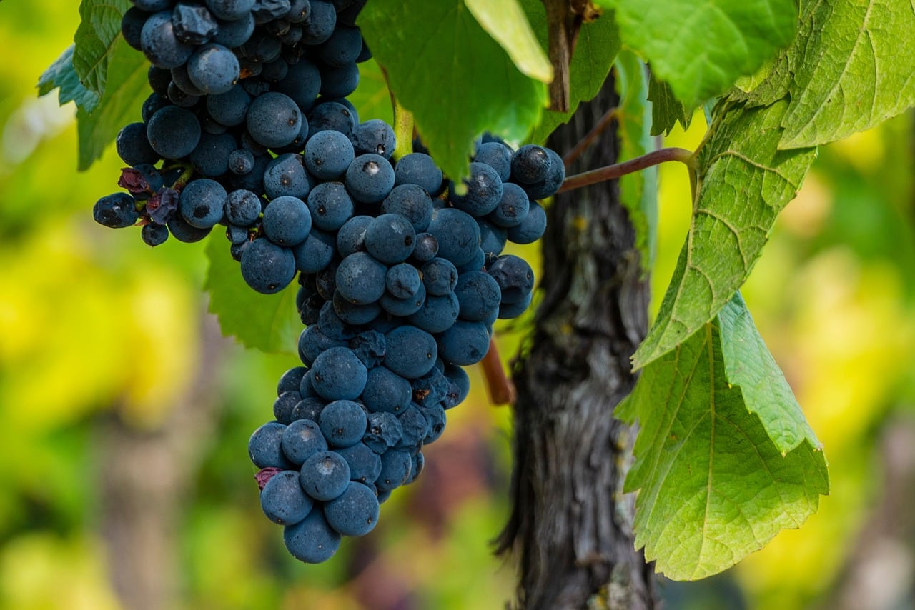 grape-7423695_1280