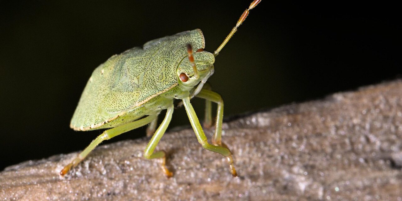 green-stink-bug-6595546_1280