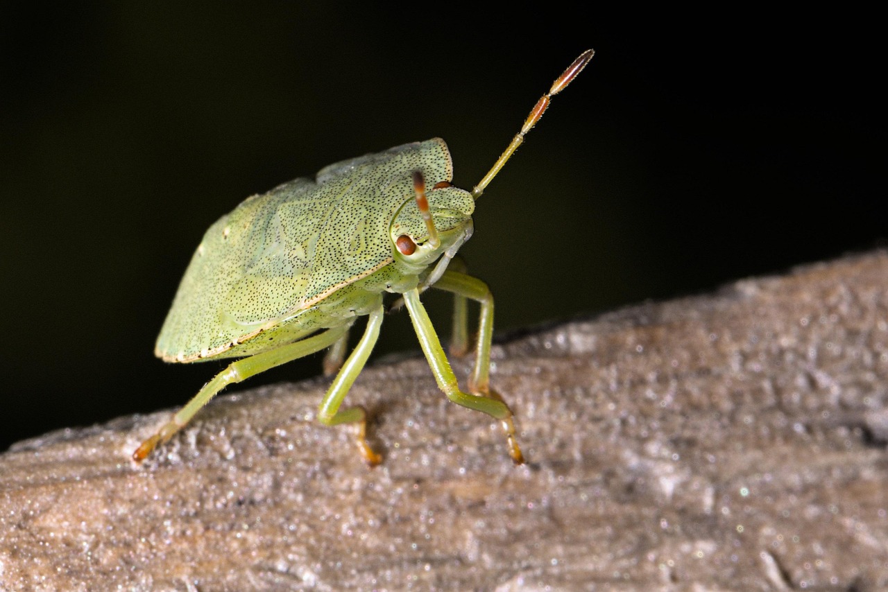 green-stink-bug-6595546_1280