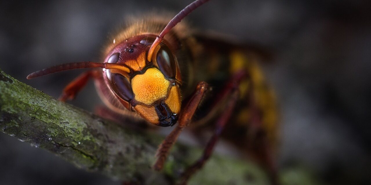 hornets-3213902_1280
