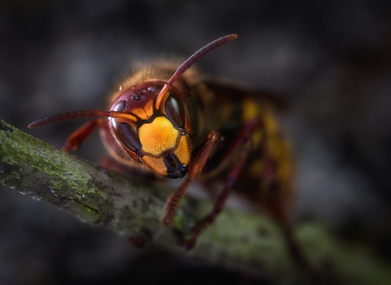 hornets-3213902_1280