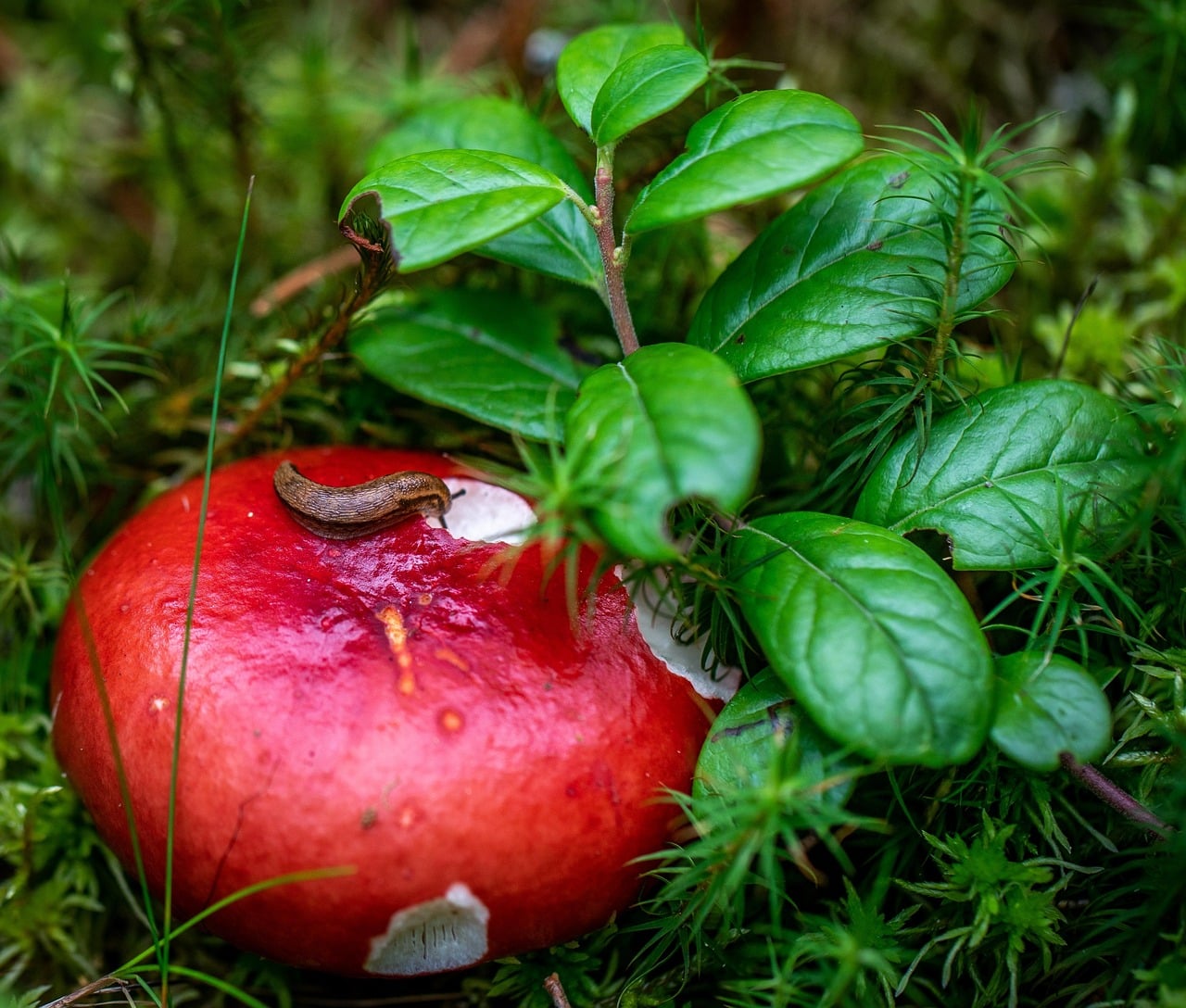 mushroom-3663571_1280