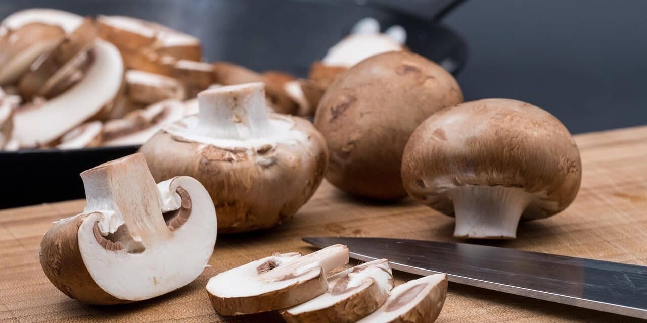 mushroom-4213471_1280