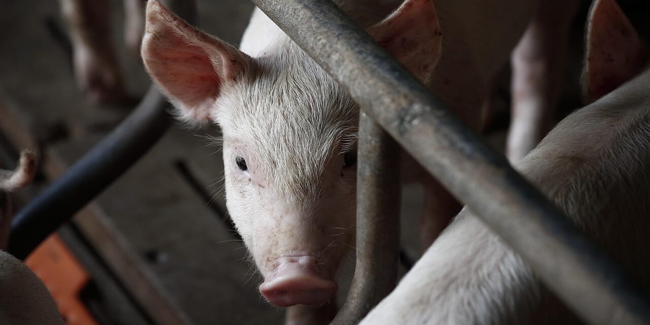 pig-3750943_1280